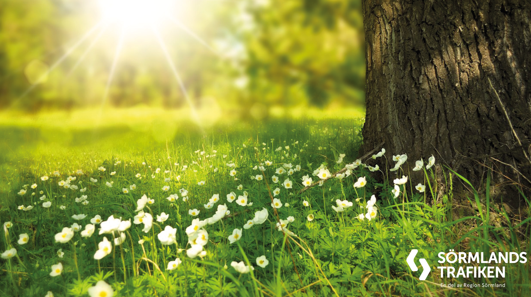 Bilden föreställer en skogsglänta med träd och vita blommor i solsken. Nere till höger i bilden finns också Sörmlandstrafikens logotyp.